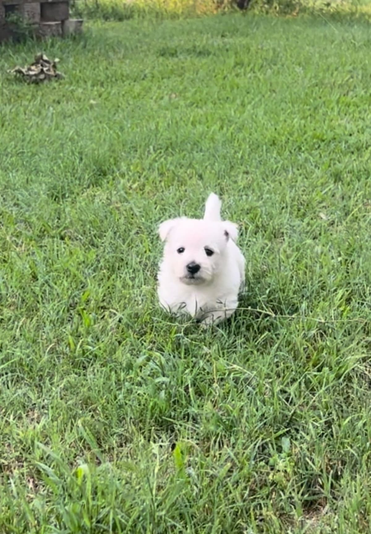 West Highland White Terrier Puppies breeder image 6