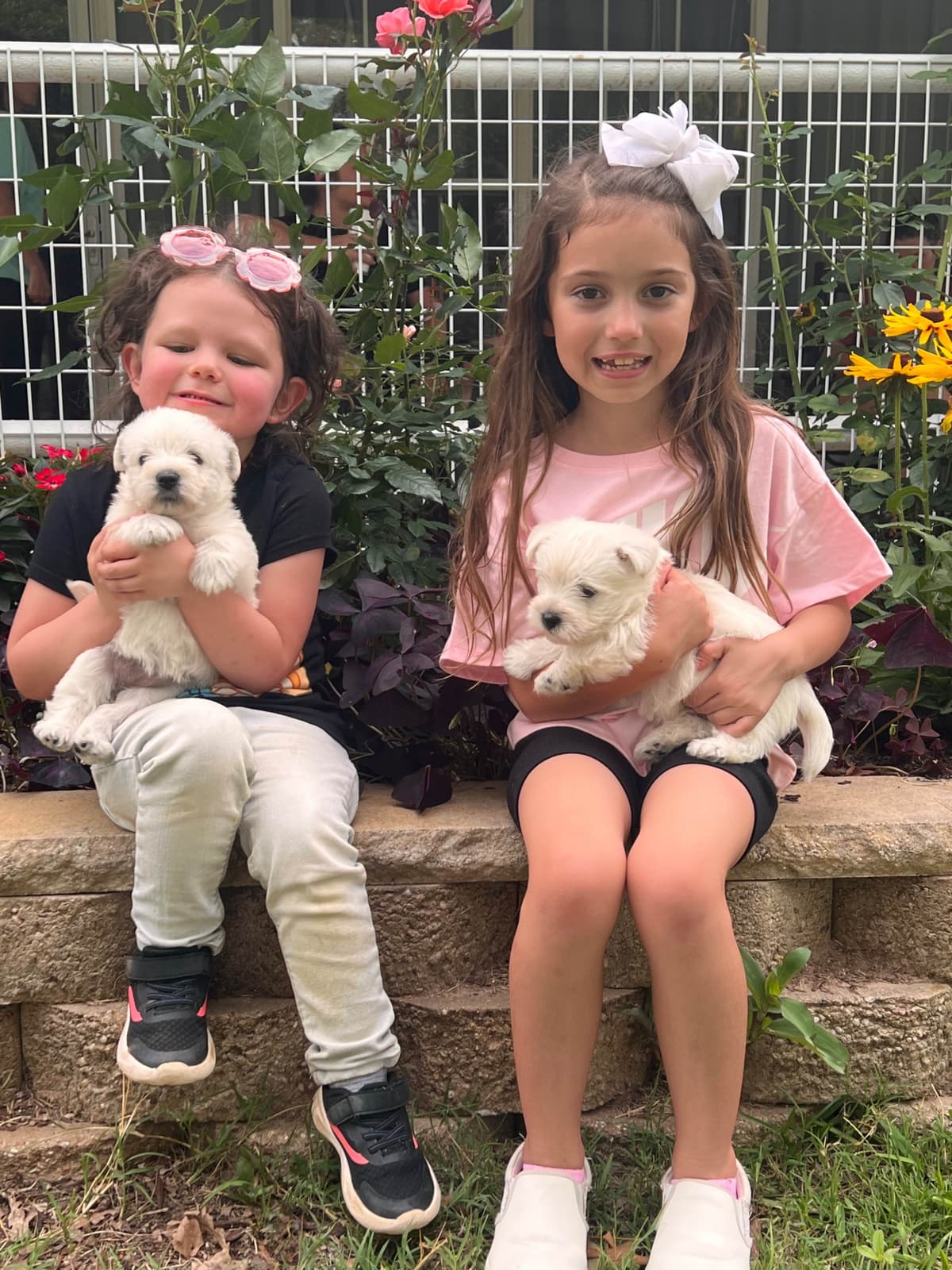 West Highland White Terrier Puppies breeder image 4