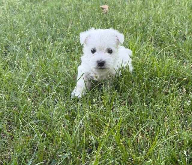 West Highland White Terrier Puppies media 2