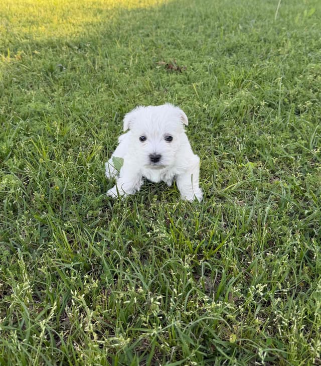 West Highland White Terrier Puppies media 3