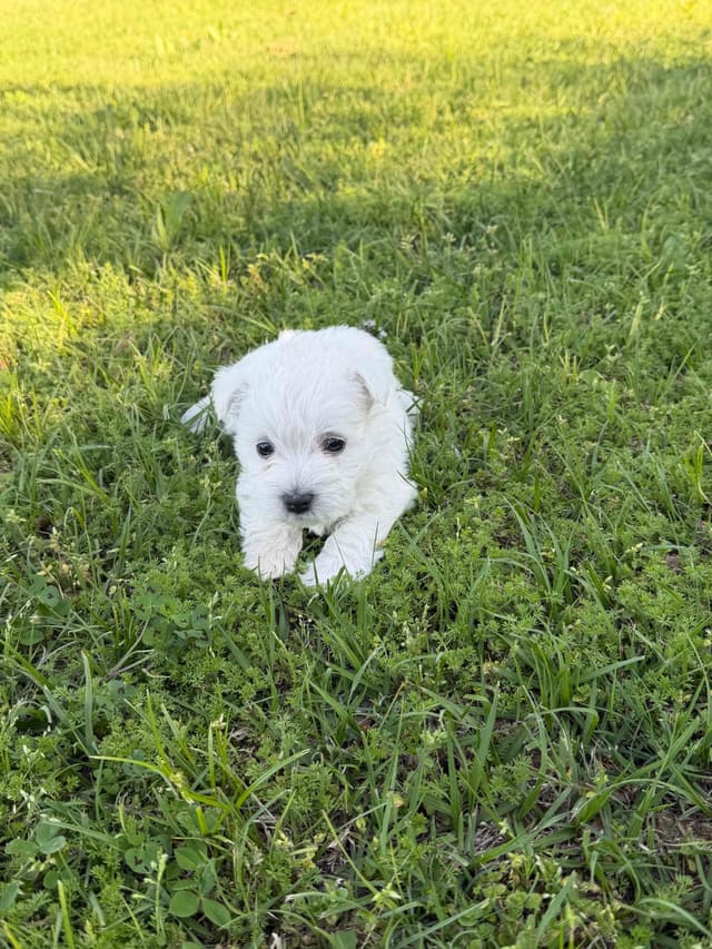 West Highland White Terrier Puppies media 4