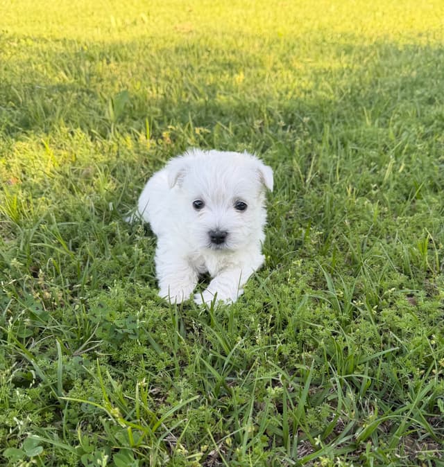 West Highland White Terrier Puppies media 5