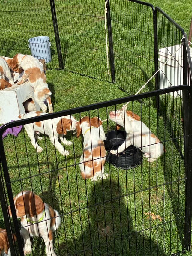 Brittany Puppies media 2