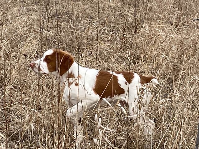 Brittany Puppies media 4