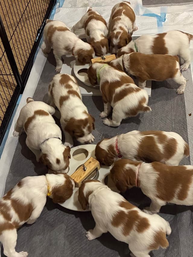 Brittany Puppies media 6