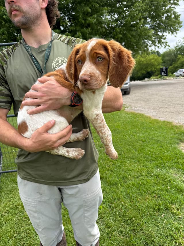 Brittany Puppies media 7