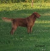 Golden Retriever Puppies breeder image 3