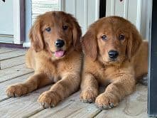 Golden Retriever Puppies breeder image 5