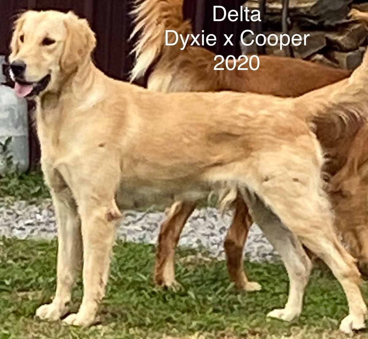 Golden Retriever Puppies breeder image 6