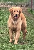 Golden Retriever Puppies breeder image 7