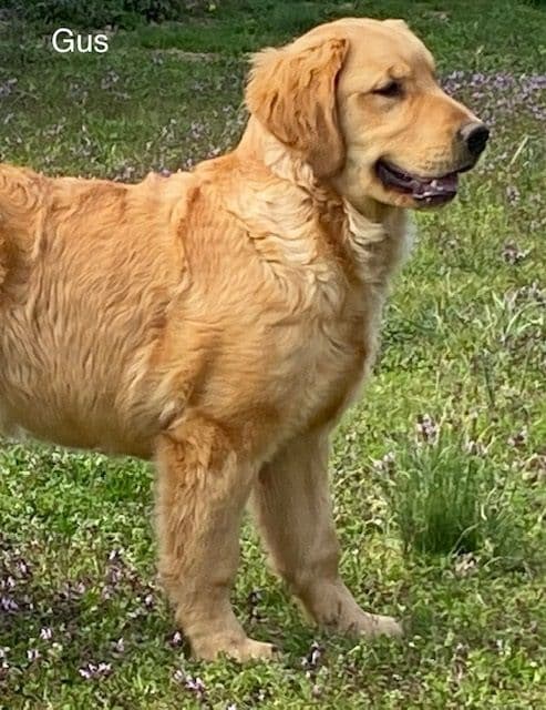 Golden Retriever Puppies breeder image 8