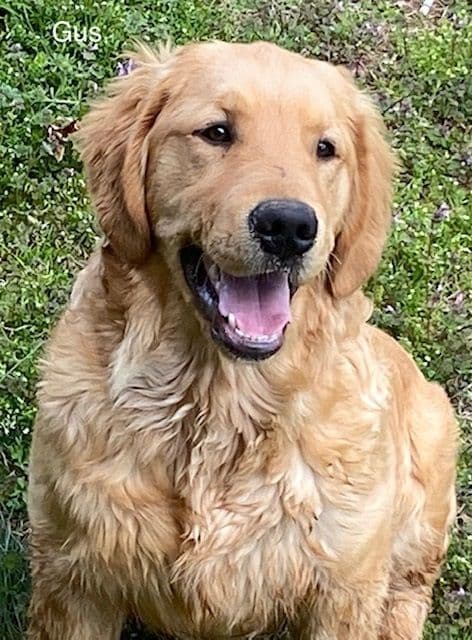 Golden Retriever Puppies breeder image 9