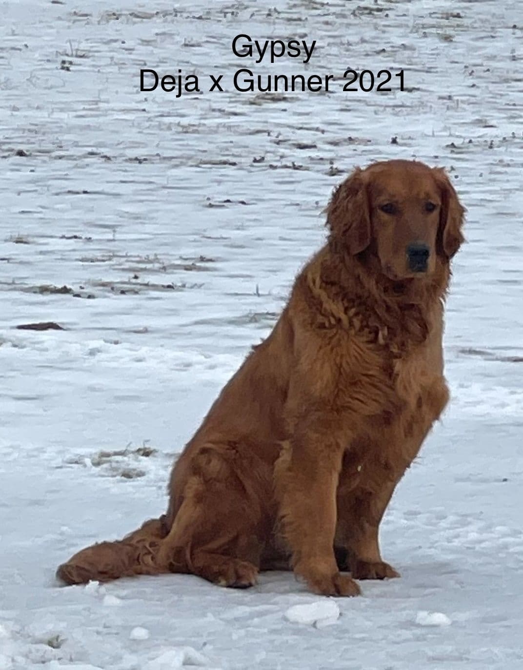 Golden Retriever Puppies breeder image 10