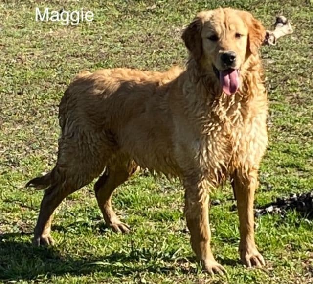 Golden Retriever Puppies breeder image 12