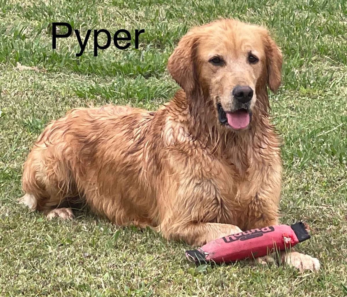 Golden Retriever Puppies breeder image 13