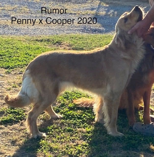 Golden Retriever Puppies breeder image 14
