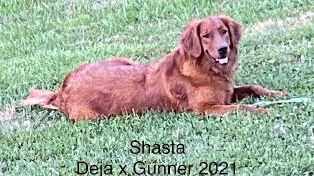 Golden Retriever Puppies breeder image 15