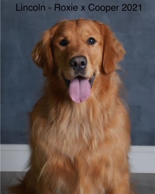 Golden Retriever Puppies breeder image 19