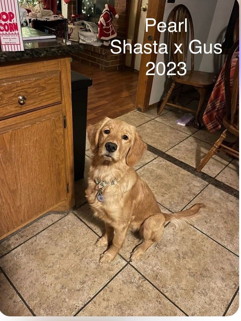 Golden Retriever Puppies breeder image 21