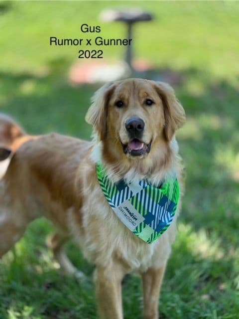 Golden Retriever Puppies breeder image 22