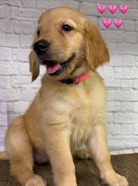 Golden Retriever Puppies media 2