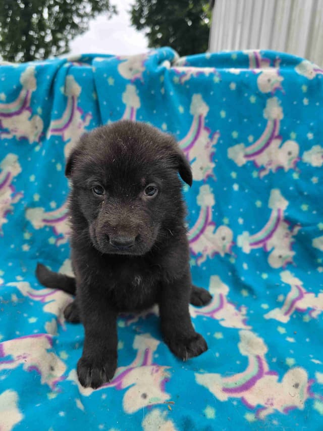 German Shepherd Dog Puppies media 3