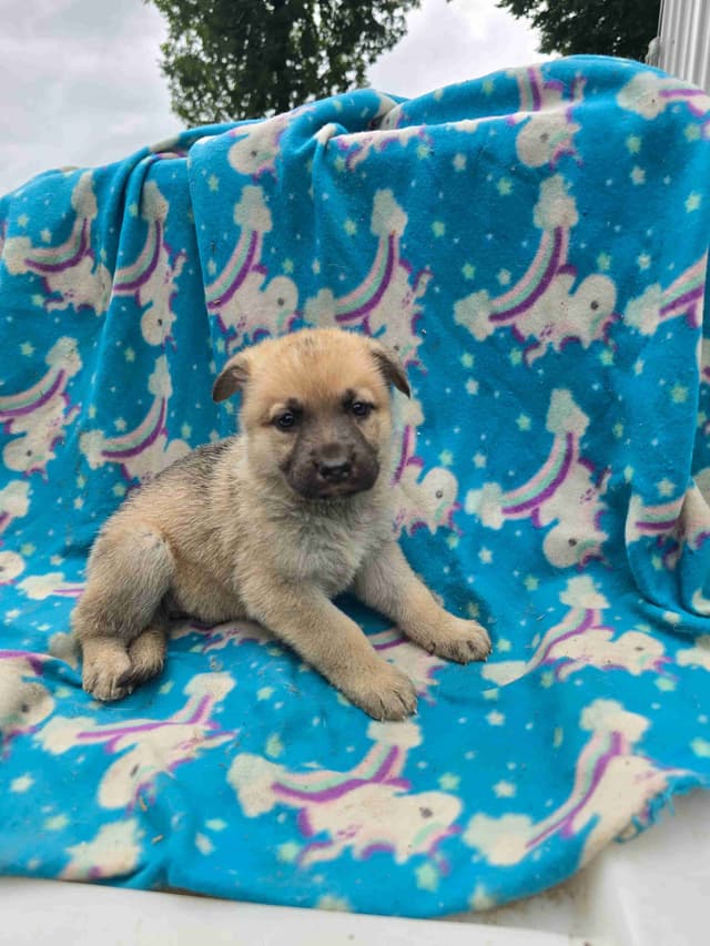 German Shepherd Dog Puppies media 4