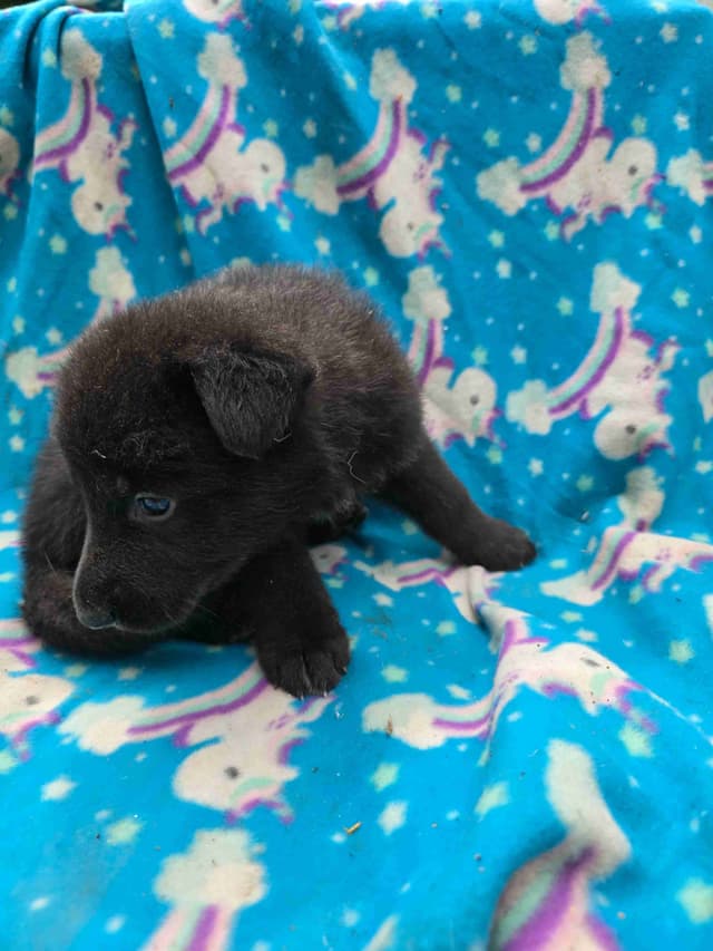 German Shepherd Dog Puppies media 7