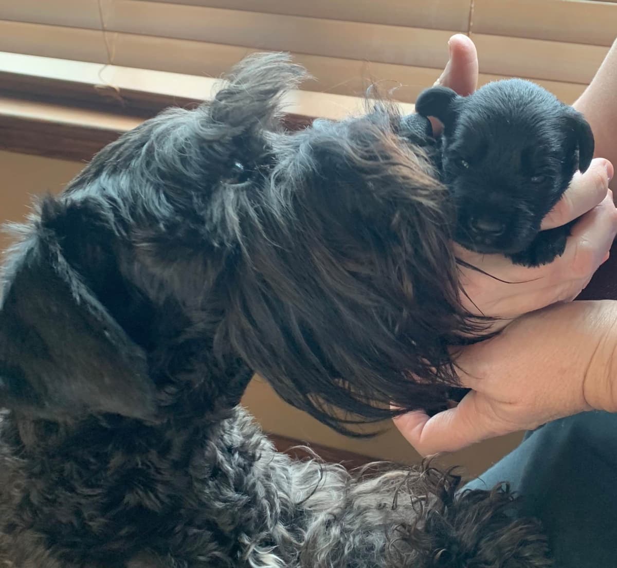 Miniature Schnauzer Puppies breeder image 2
