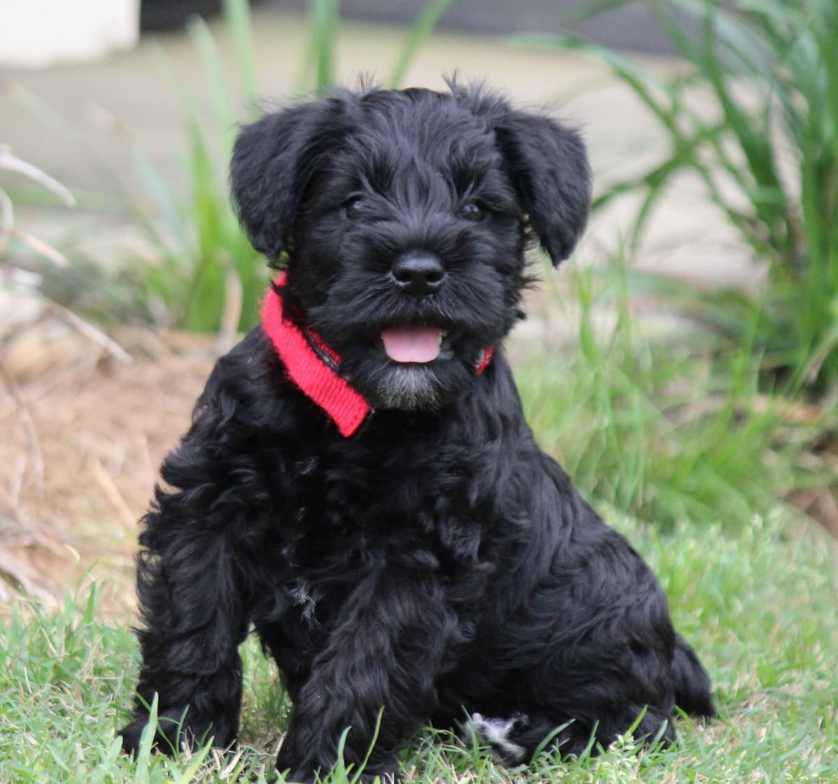 Miniature Schnauzer Puppies breeder image 3