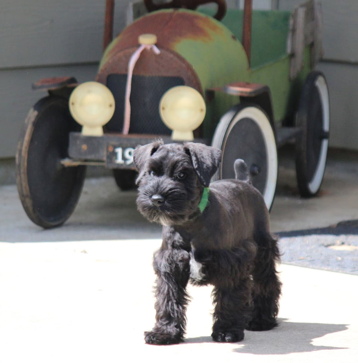Miniature Schnauzer Puppies breeder image 4