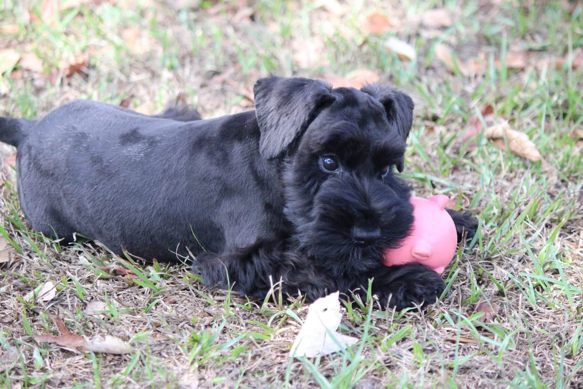 Miniature Schnauzer Puppies breeder image 5