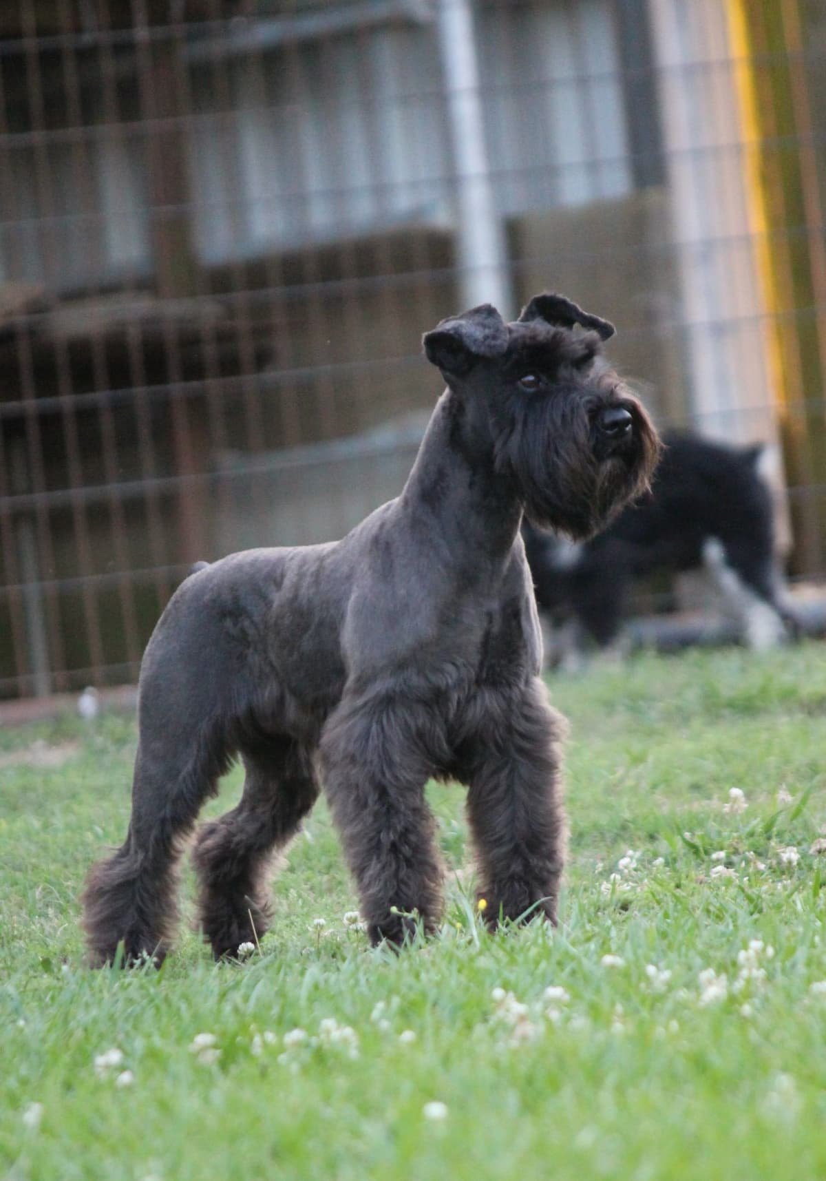 Miniature Schnauzer Puppies breeder image 7