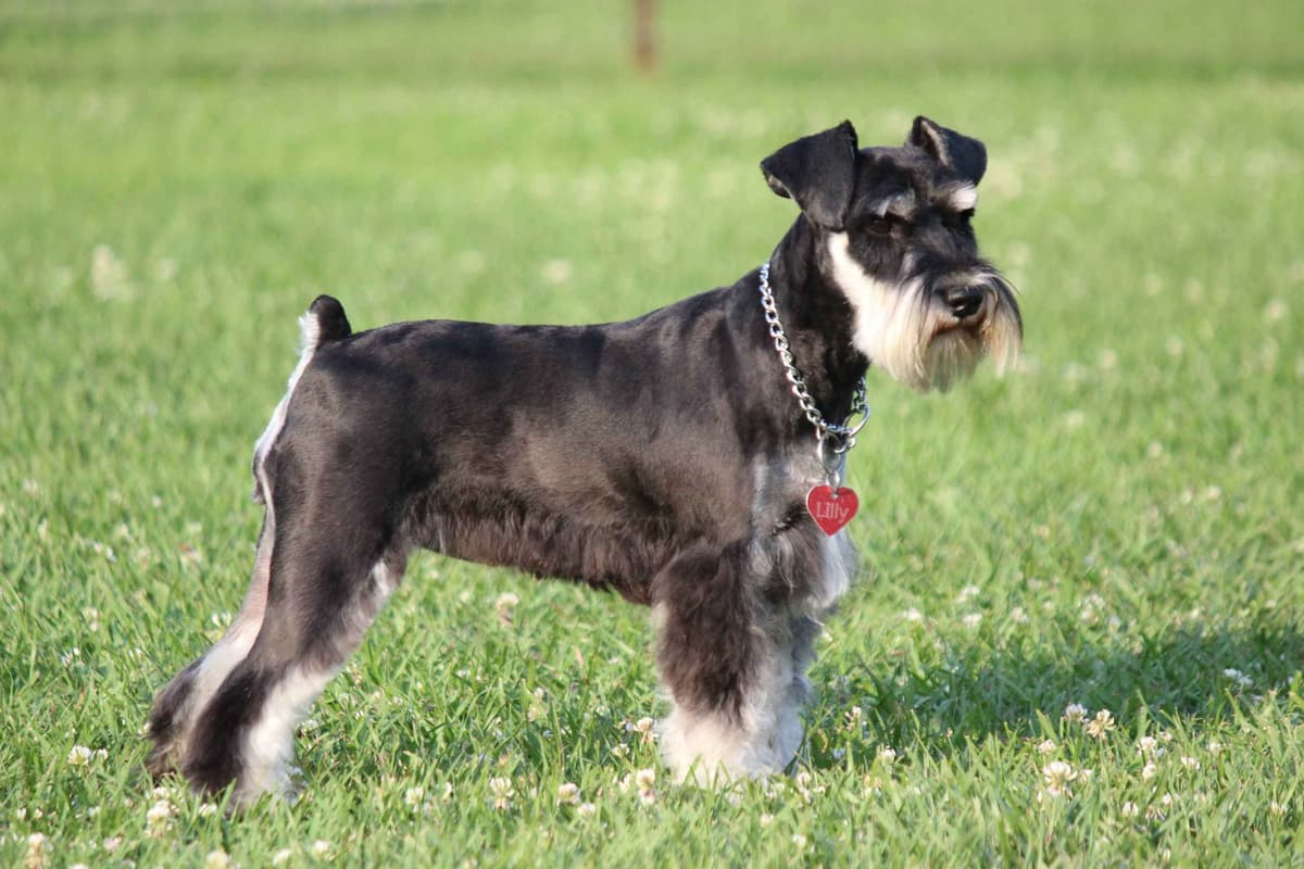 Miniature Schnauzer Puppies breeder image 8