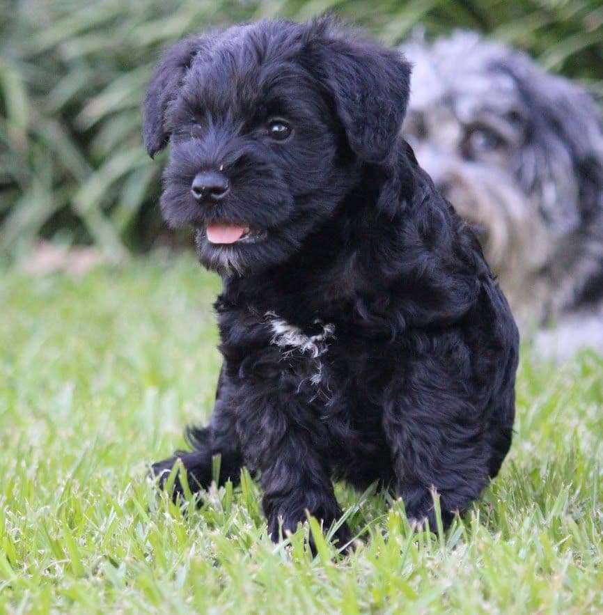 Miniature Schnauzer Puppies breeder image 9