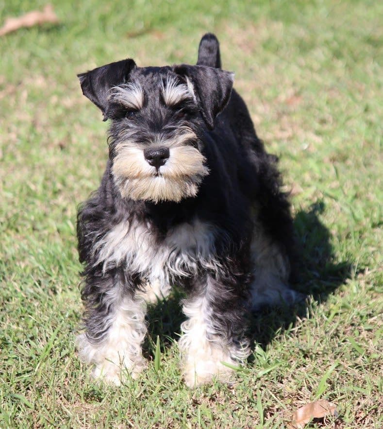 Miniature Schnauzer Puppies breeder image 11
