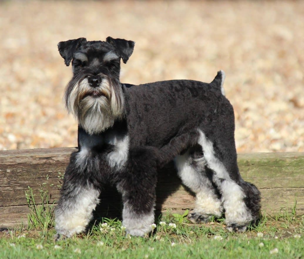 Miniature Schnauzer Puppies breeder image 12