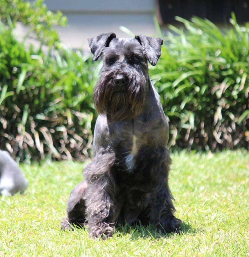 Miniature Schnauzer Puppies breeder image 13