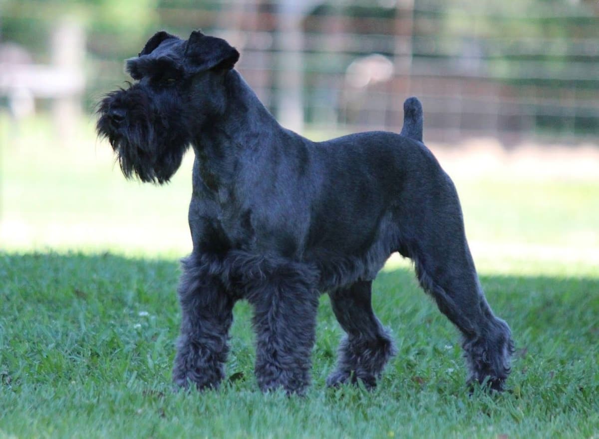 Miniature Schnauzer Puppies breeder image 14