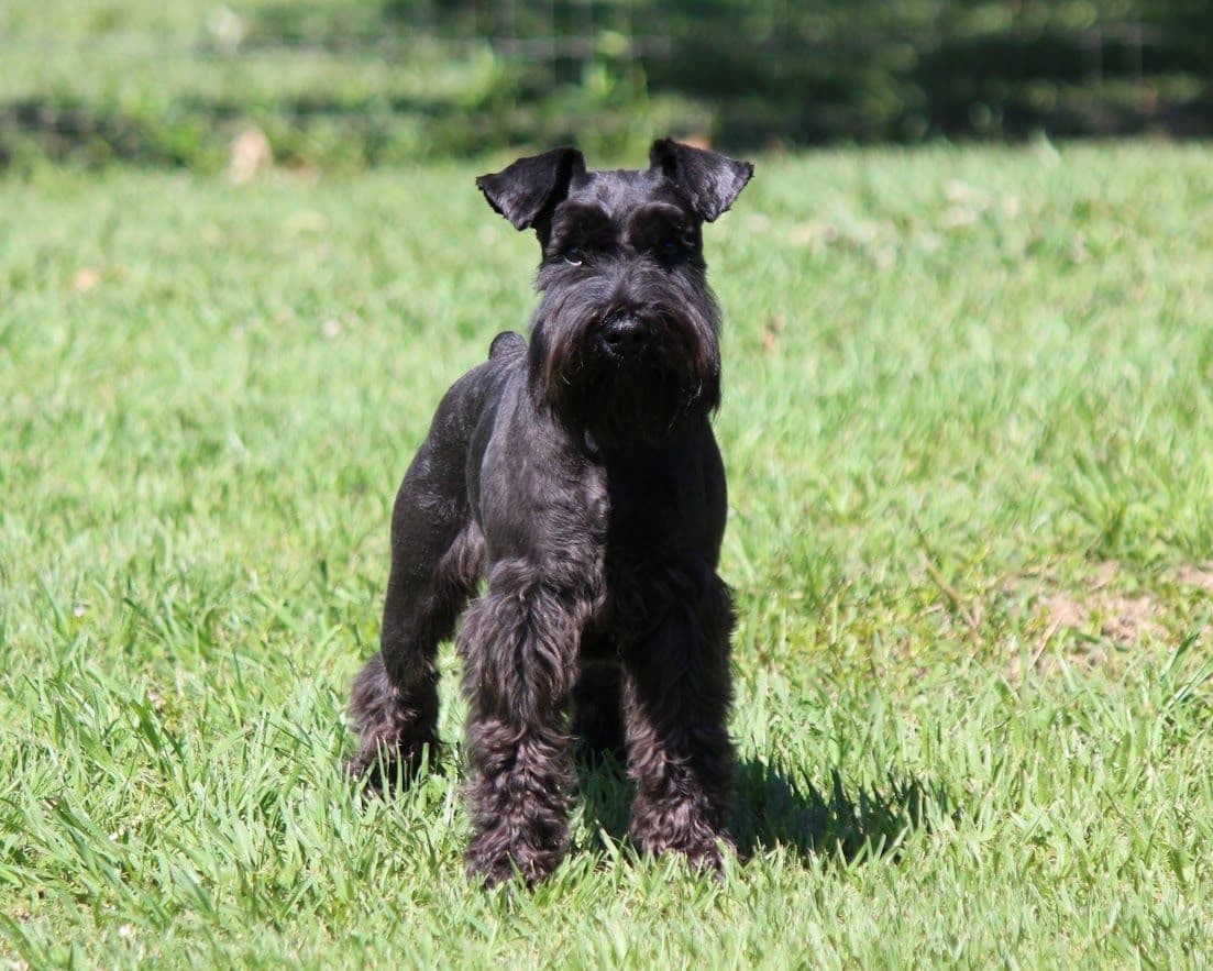 Miniature Schnauzer Puppies breeder image 16