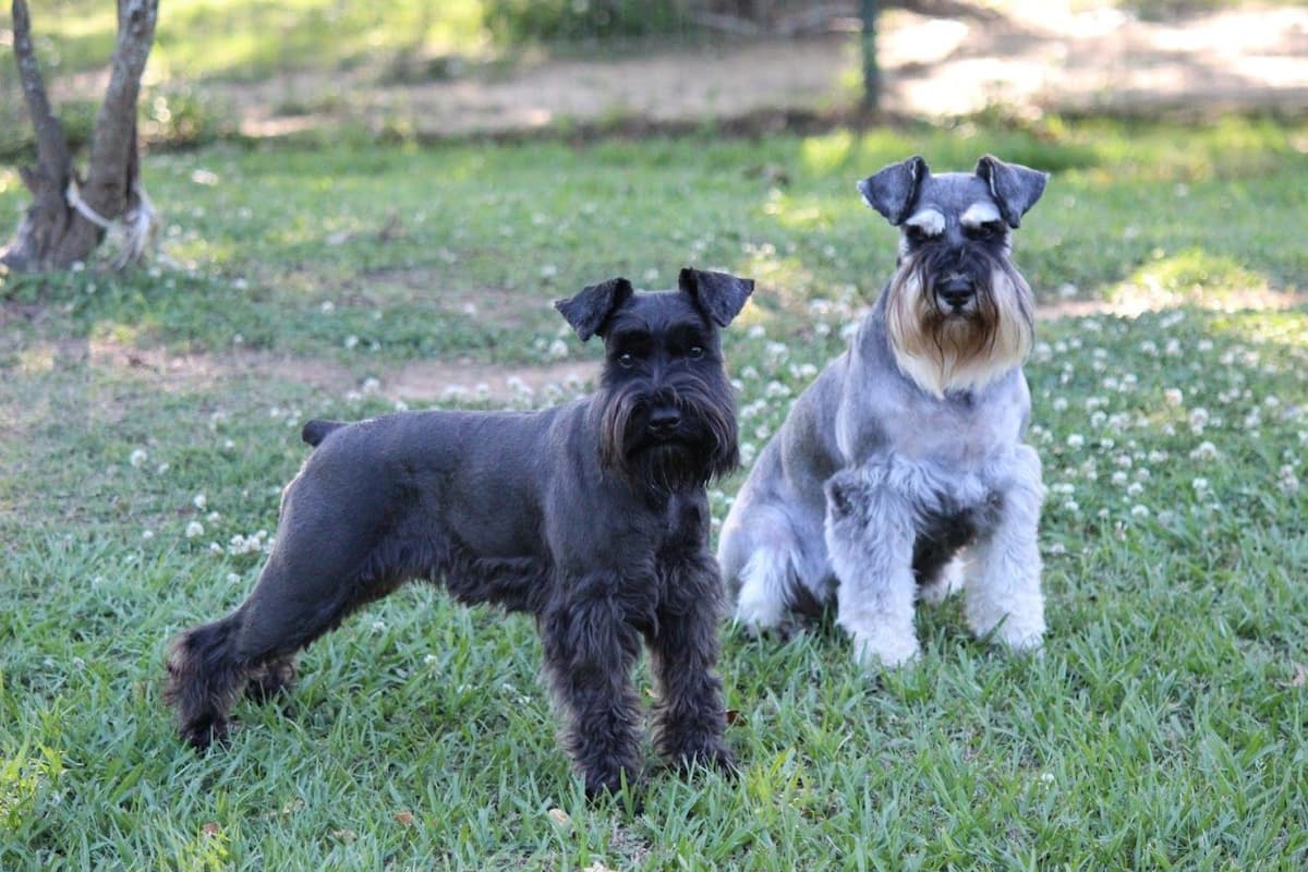 Miniature Schnauzer Puppies breeder image 17