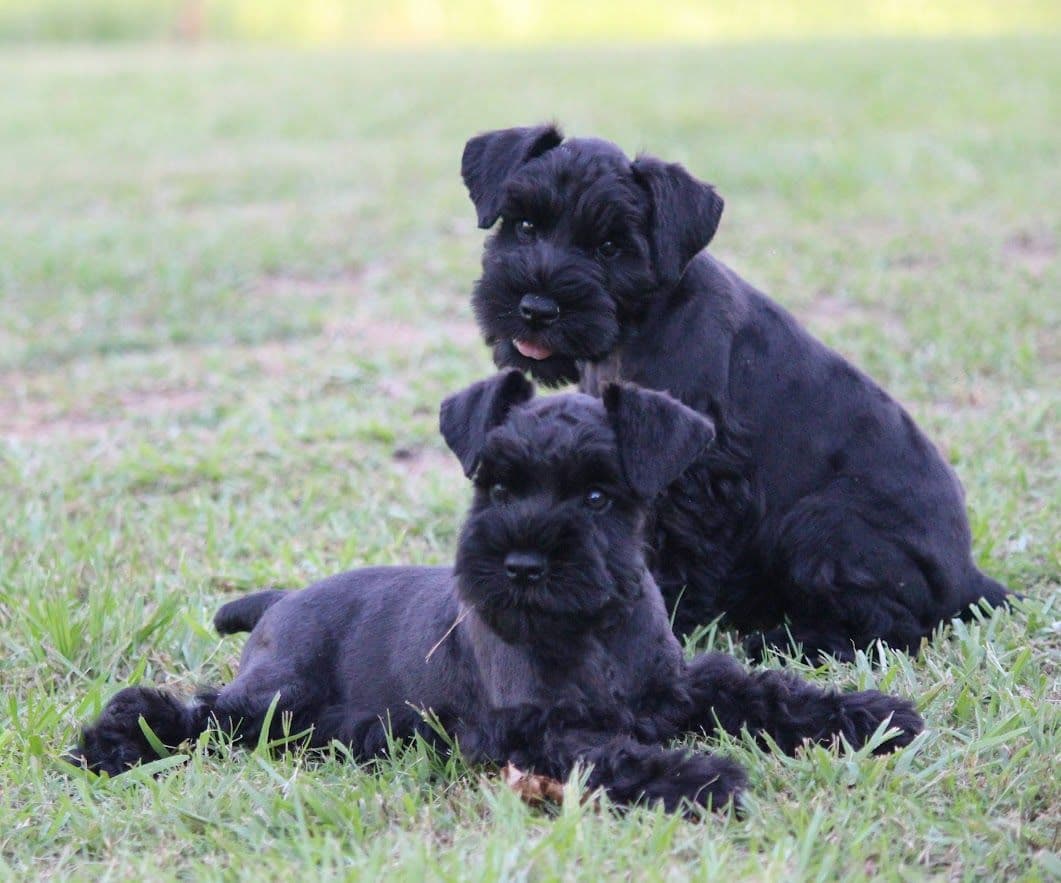 Miniature Schnauzer Puppies breeder image 20