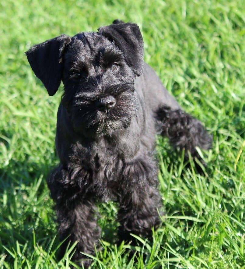 Miniature Schnauzer Puppies breeder image 22