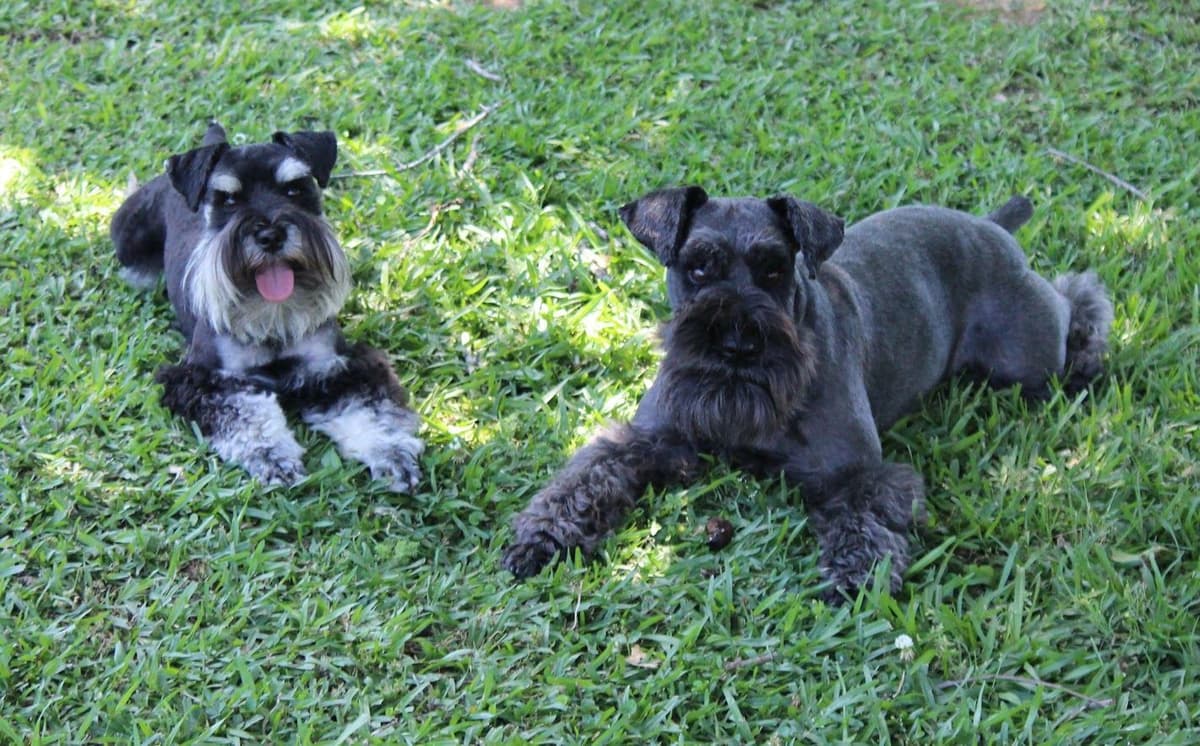 Miniature Schnauzer Puppies breeder image 19