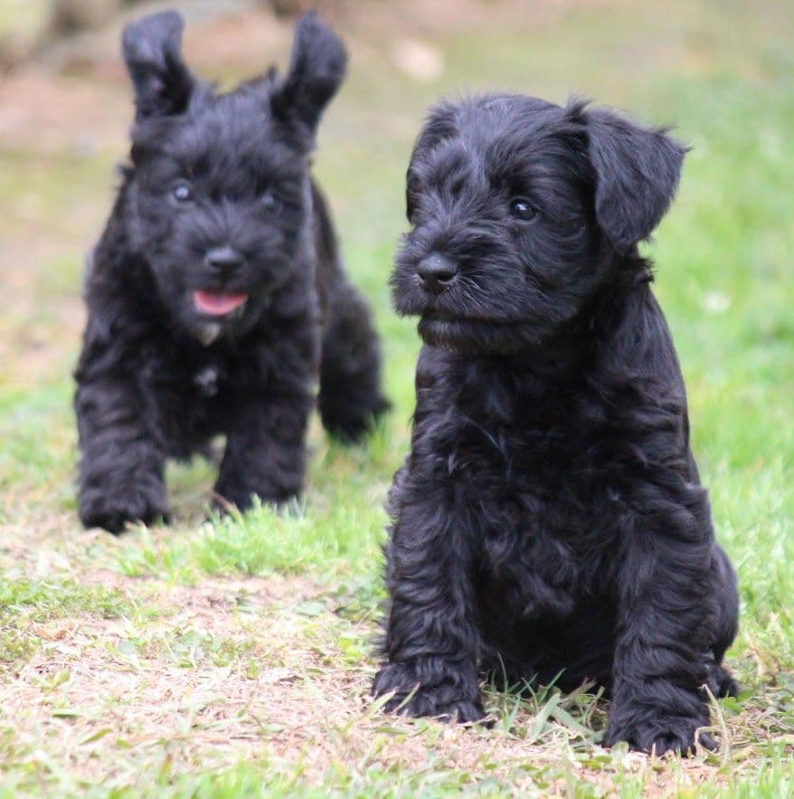 Miniature Schnauzer Puppies breeder image 18