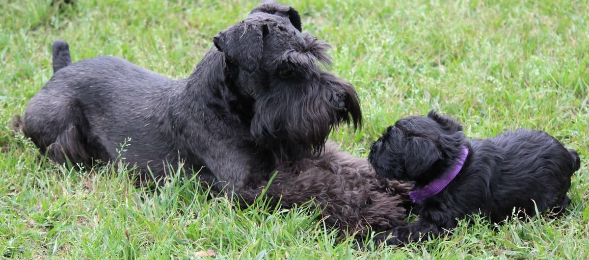 Miniature Schnauzer Puppies breeder image 21