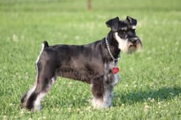Miniature Schnauzer Puppies thumbnail 5