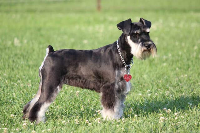 Miniature Schnauzer Puppies media 5