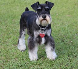 Miniature Schnauzer Puppies thumbnail 6