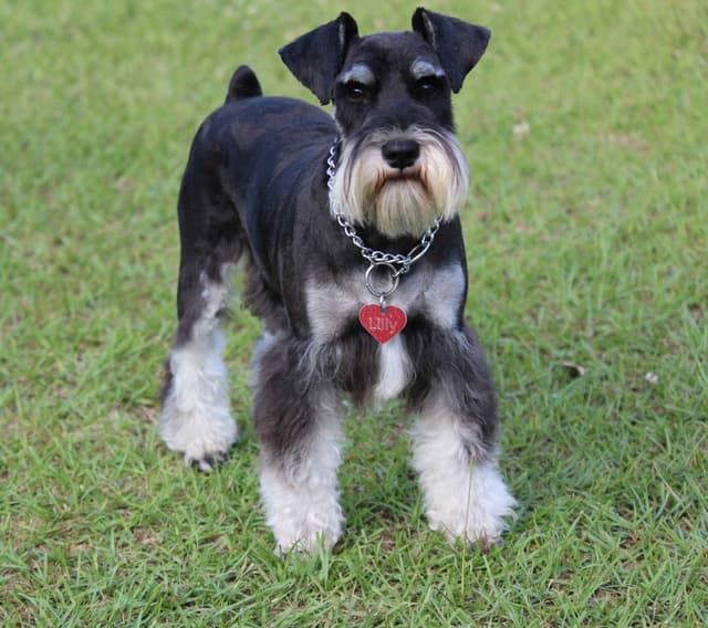 Miniature Schnauzer Puppies media 6